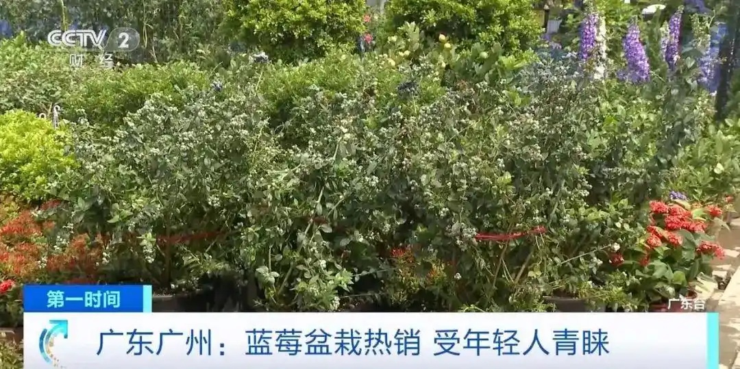 蓝莓价格大跳水！以前上百元一斤，现在9.9元一盒