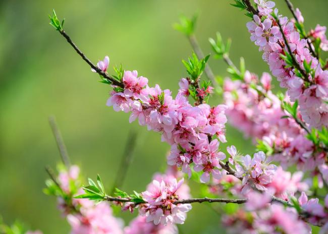 俗语“三月三无雨，六月六难活” 什么意思？ 预示庄稼收成不佳