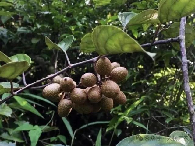 盘点水果界“大忽悠”：别让名字骗了你的钱包和健康