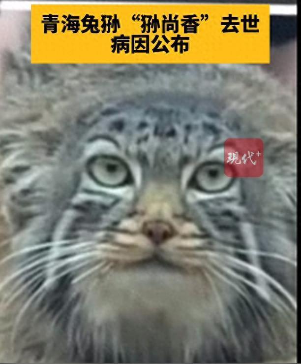 官方确认！兔狲“狲尚香”去世，病因公布