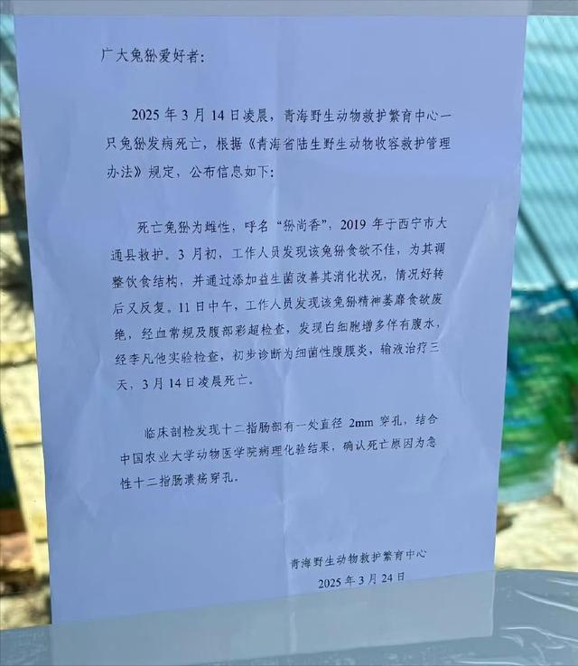 官方确认！兔狲“狲尚香”去世，病因公布