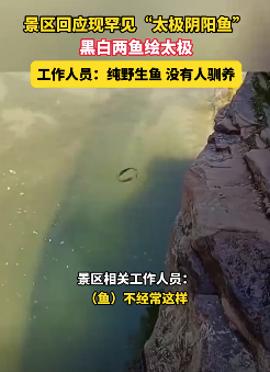 景区回应现罕见“太极阴阳鱼”：纯野生鱼没有人驯养