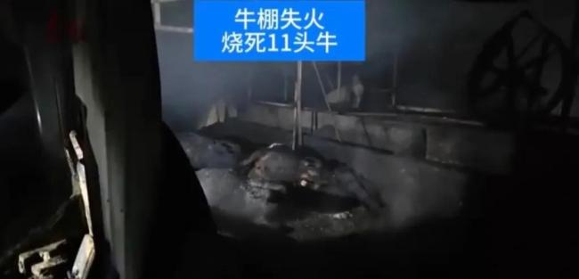 淮安一牛棚失火烧死11头牛 火灾引发村庄安全警醒