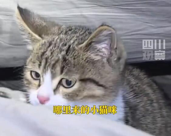 QQ截图20250416145354