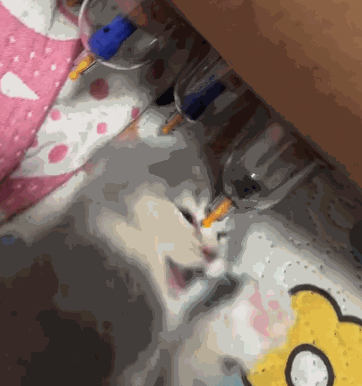 主人拔罐 猫咪以为是奶嘴硬要上前吮吸