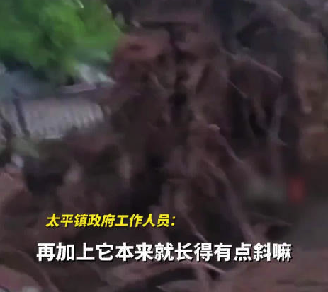 官方回应江西超1500年树龄银杏树倒塌：正在抢救