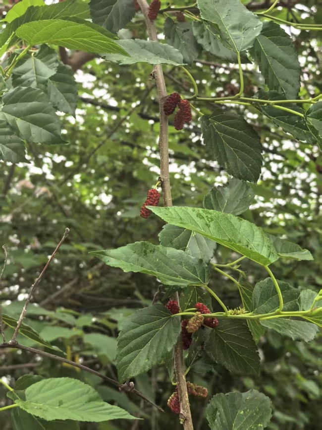武汉家长找桑叶养蚕快把树薅秃 城市陷入桑叶饥荒