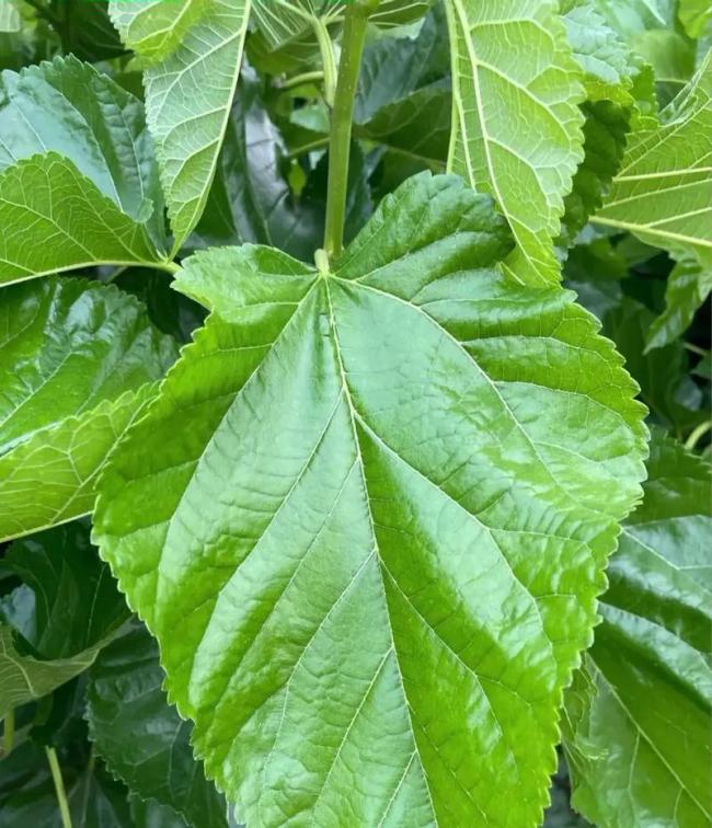 武汉家长找桑叶养蚕快把树薅秃 城市陷入桑叶饥荒