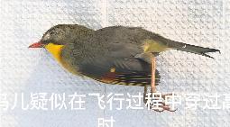 四川一地出现大量死鸟 红嘴相思鸟撞隔音墙伤亡