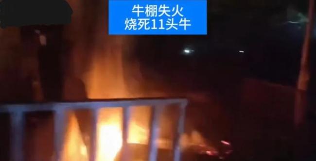 淮安一牛棚失火烧死11头牛 火灾引发村庄安全警醒