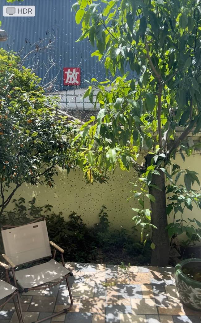 居民院子突然涌入大量蜜蜂 春季分蜂现象引来野生中华蜜蜂