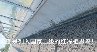 四川一地出现大量死鸟