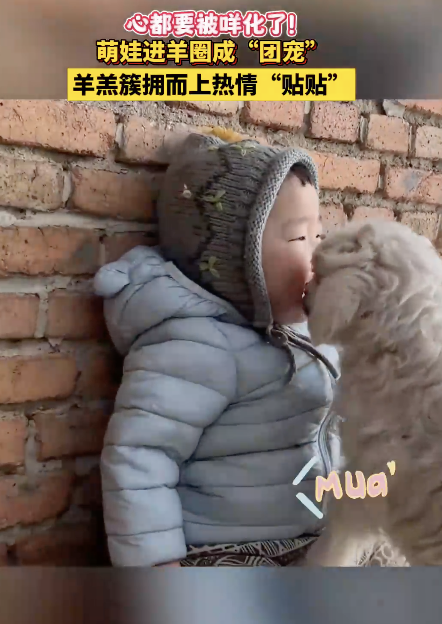 萌娃进羊圈成团宠 小羊羔排队要贴贴！