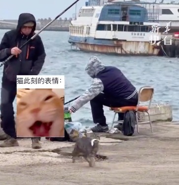男子好不容易钓上一条鱼结果被猫猫给截胡了