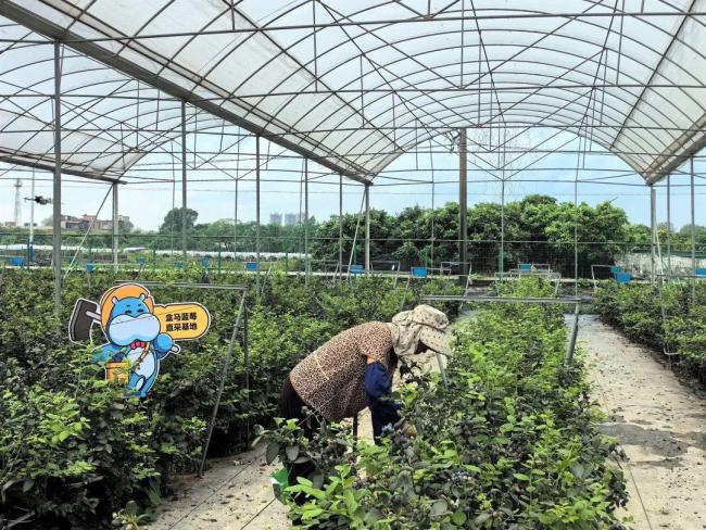 为何国产蓝莓价格大跳水 产量激增带动降价潮