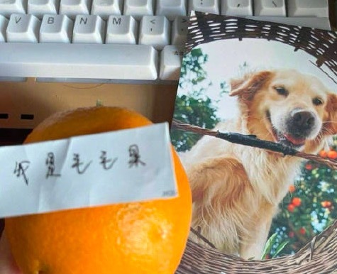 1天失去2个电子宠物，悟空遭车祸去世后会摘橙子的小狗毛毛也走了