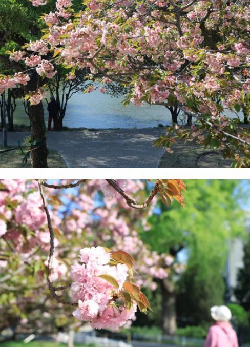 玉渊潭公园晚樱不惧强风 强风过后百花坚