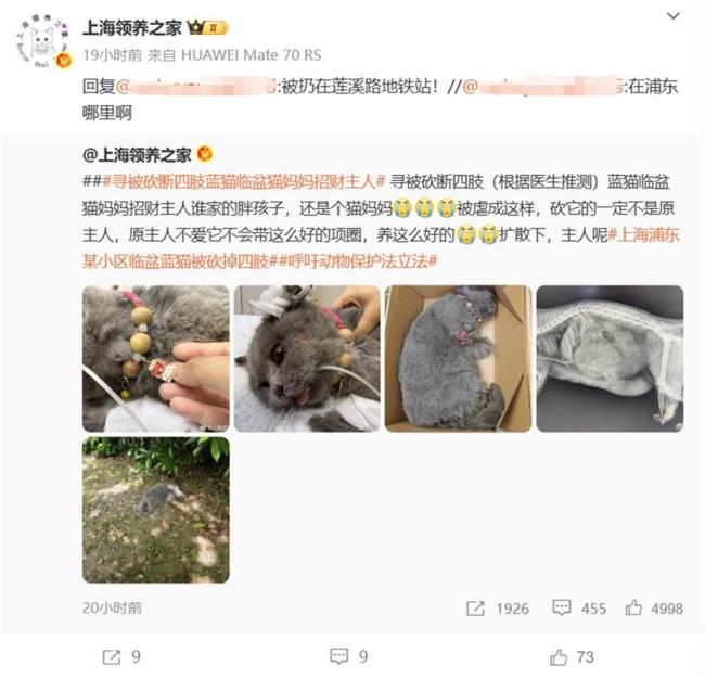 警方回应怀孕小猫被砍断四肢