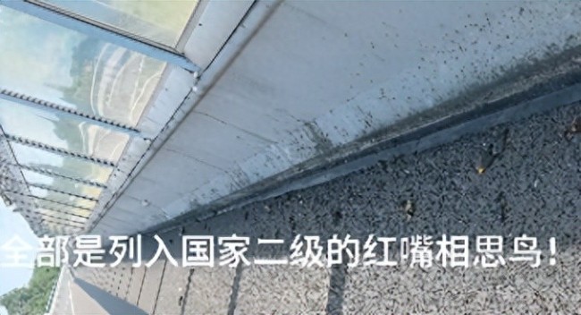 四川乐山一地出现大量死鸟