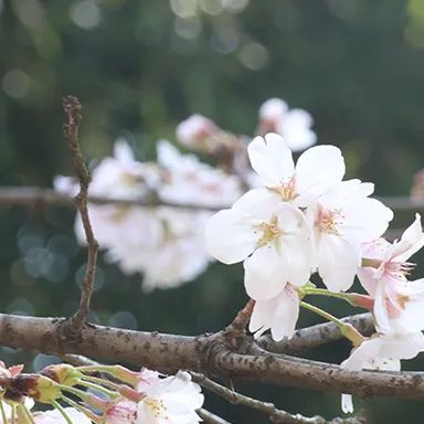 上海发近年清明交通事故情况