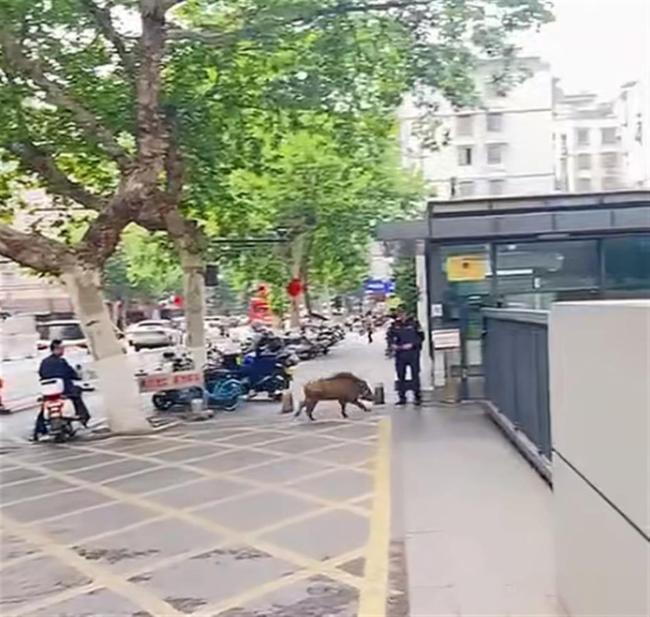 江苏台报道野猪冲进江苏电视台 画面曝光 新闻直播变“动物世界”