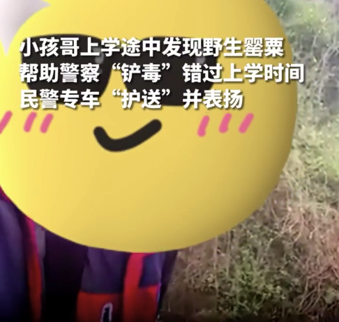 点赞！小孩路边认出罂粟被奖励坐警车上学
