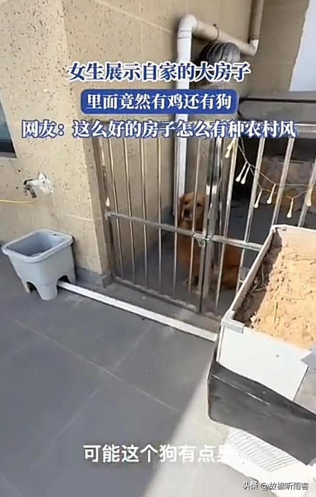 女生自家大房子里有鸡还有狗，还没有一点臭味！