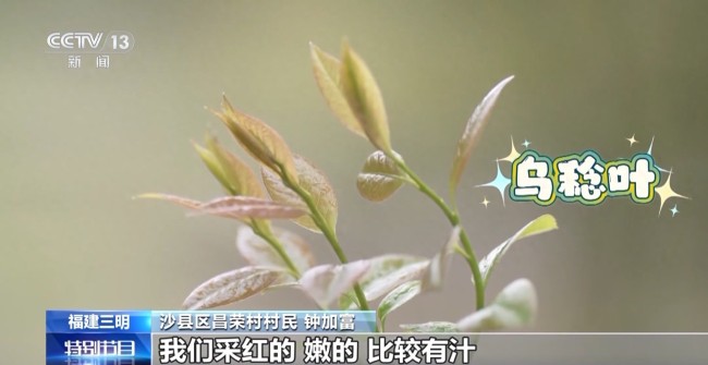 春日限定美食图鉴来了