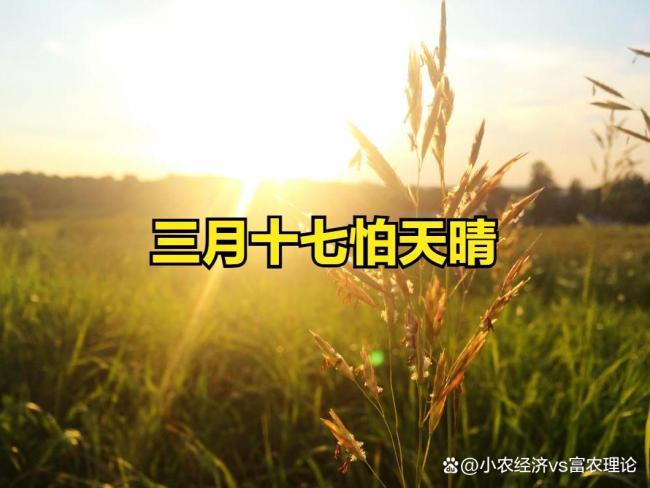 今日三月十七，老人说“三月十七怕天晴”，为何？