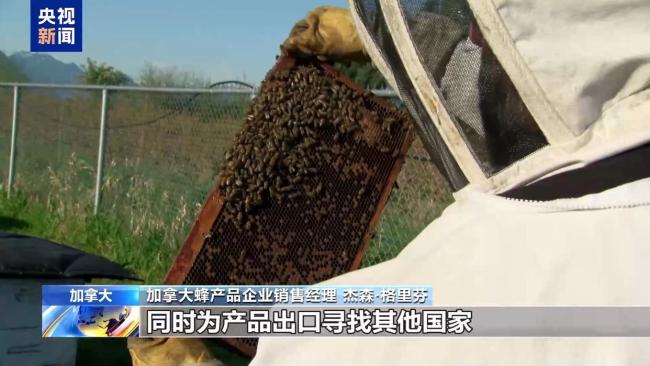 加拿大养蜂企业开拓其他市场 应对美国关税挑战