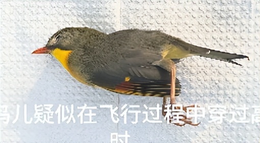 四川乐山一地出现大量死鸟 红嘴相思鸟撞击隔音墙致死