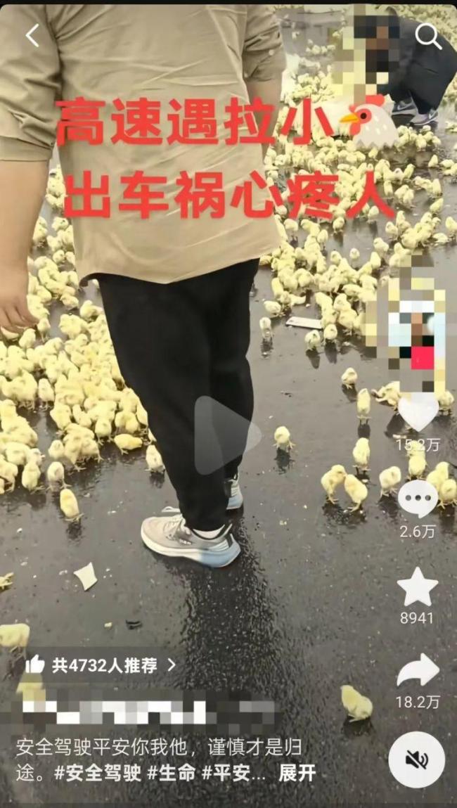 拉小鸡的货车出事故鸡崽散落一地