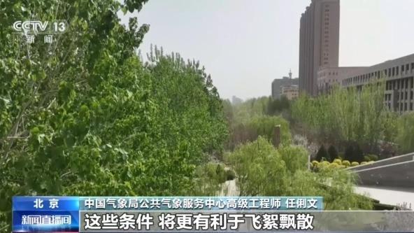 飞҉絮҉又҉来҉了҉！持续50天左右，如何应对？