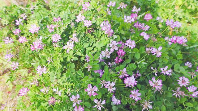 潢川县：“小花朵”释放乡村振兴“大能量”