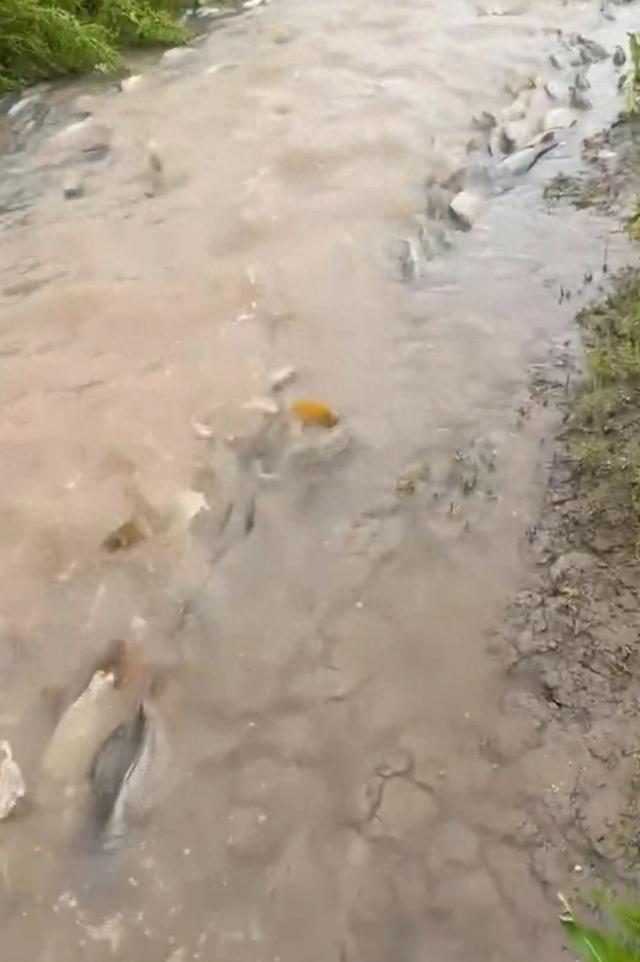 岳阳一网友拍下大量鲤鱼“跃龙门” 感叹场面壮观
