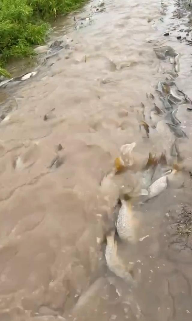 岳阳一网友拍下大量鲤鱼“跃龙门” 感叹场面壮观