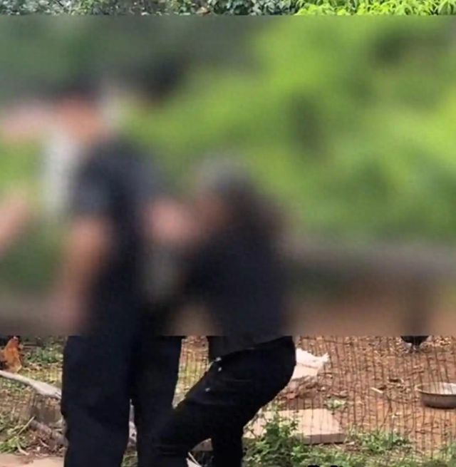 游客私摘枇杷每个被索赔100元