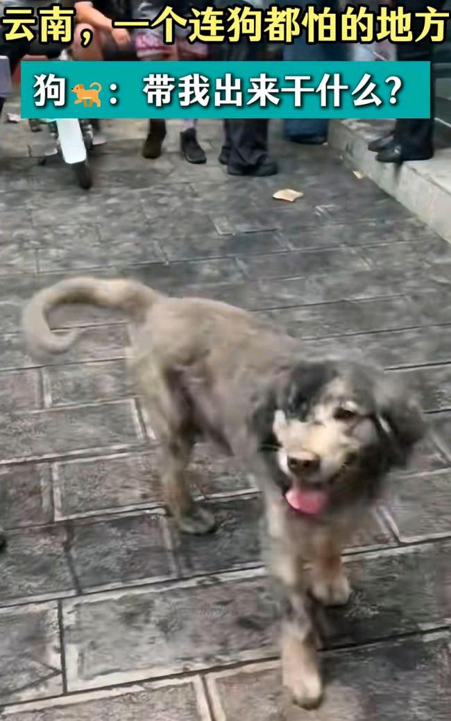 云南人：谁都别想白着回去 咖啡粉引领狂欢