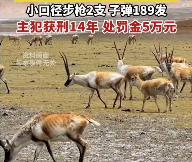 山区猎杀745只藏羚羊主犯被判14年 严惩危害野生动物罪行