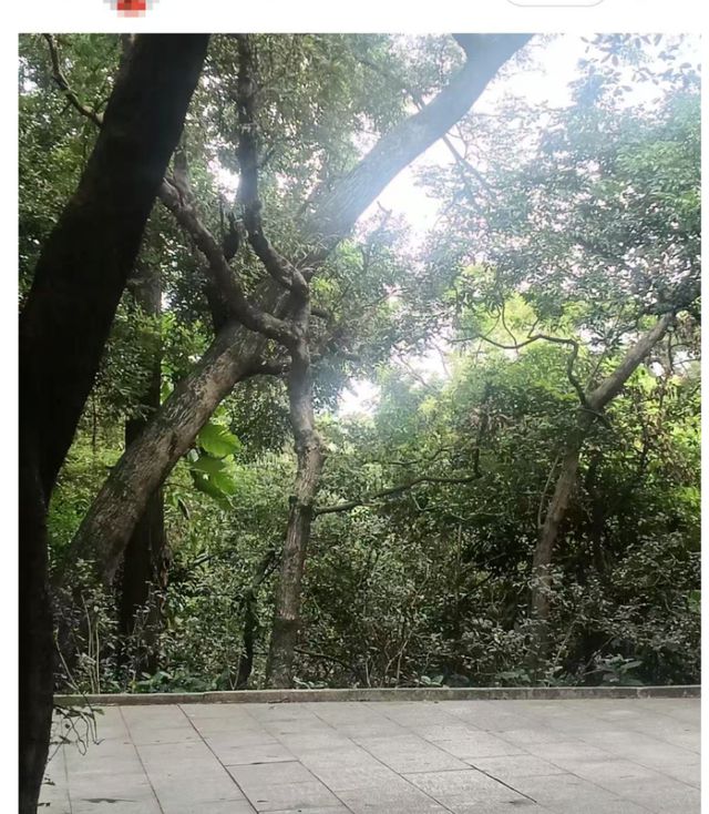 网友称广州越秀公园有眼镜蛇出没，工作人员：公园会定期抓蛇