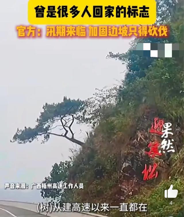 广西梧柳高速回应迎客松被砍 汛期安全考量