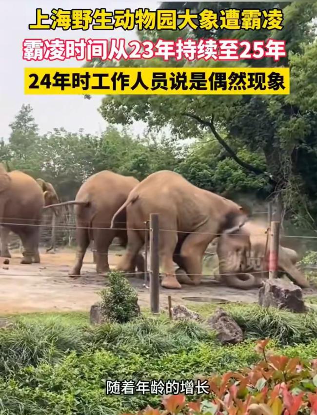 上海野生动物园回应象园霸凌