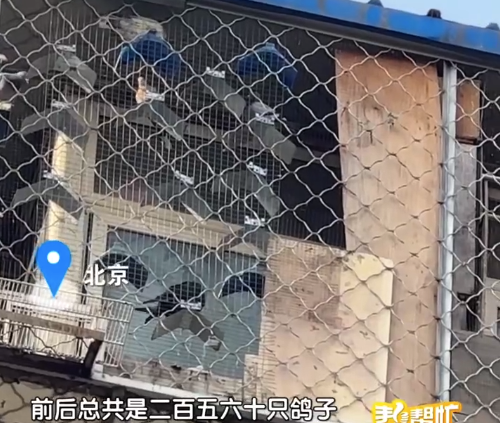 一顶楼居民养两百多只鸽子 楼下想卖房