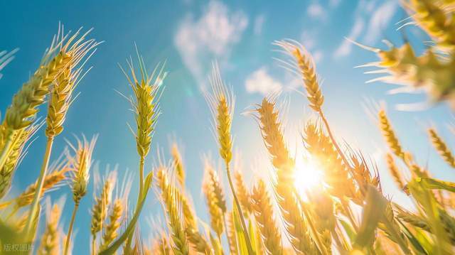  明日立夏：“公夏凉嗖嗖，母夏热死牛” 民间智慧与现代气象