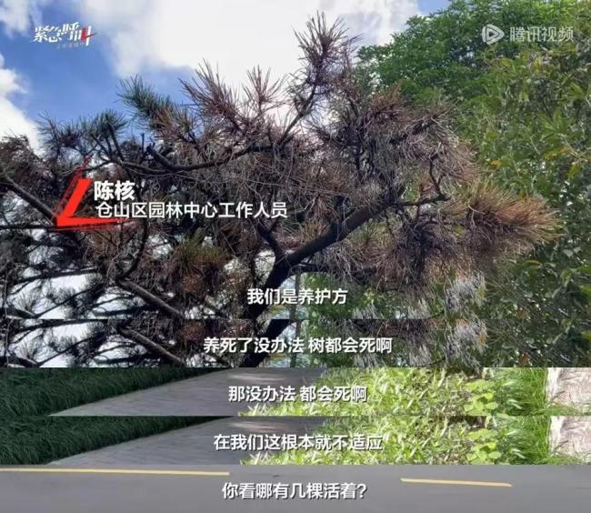 多方回应采购价80万每棵的树死多棵 天价树争议未决