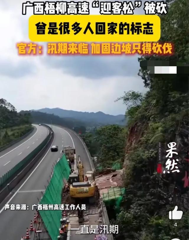 广西梧柳高速回应迎客松被砍