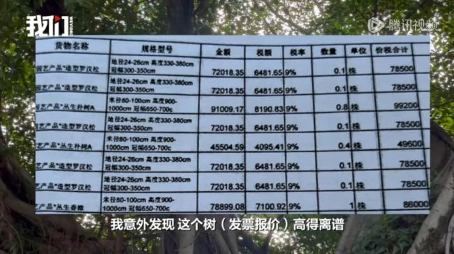 多方回应采购价80万每棵的树死多棵 天价树争议未决