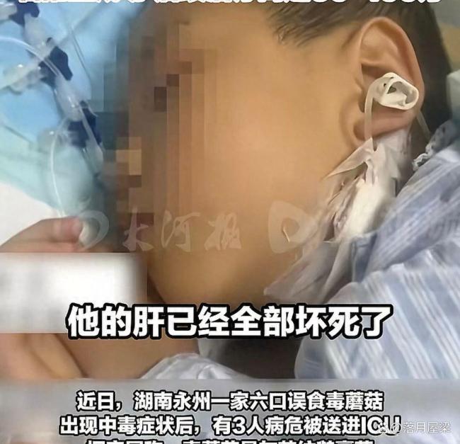 男童吃毒蘑菇去世 曾说爸爸别担心我
