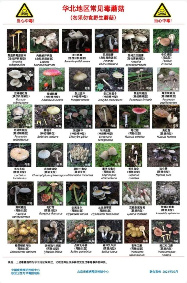 北京地区毒蘑菇安全防护指南
