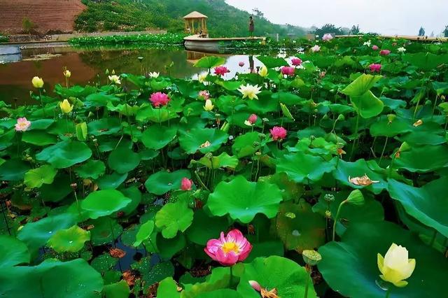 夏日限定！河南赏荷地图来了→